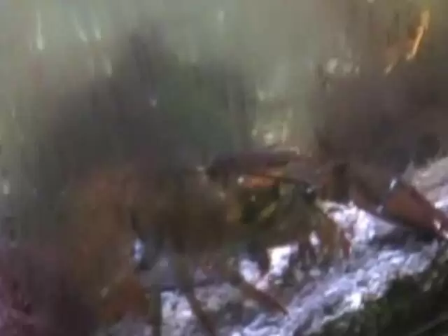 Barbara and Angelina having fun in a bar part 4 photo 1