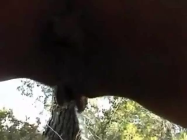 Hot high class lady pissing in the woods photo 2