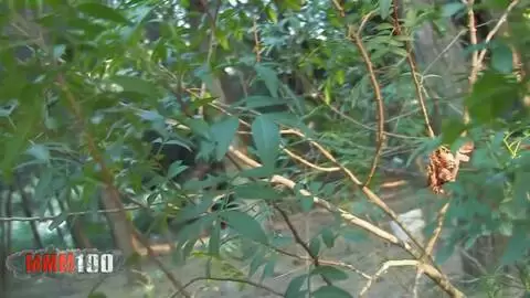girl sucking her BF in the wood, shoot by a voyeur photo 3